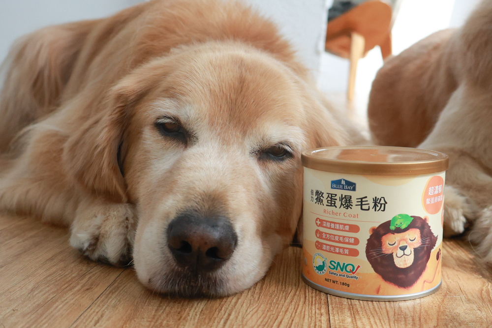 倍力鱉蛋爆毛粉評價|狗狗爆毛粉推薦第一名!毛孩毛髮豐厚柔亮的秘密大公開!~狗狗爆毛粉推薦 - 第3張圖