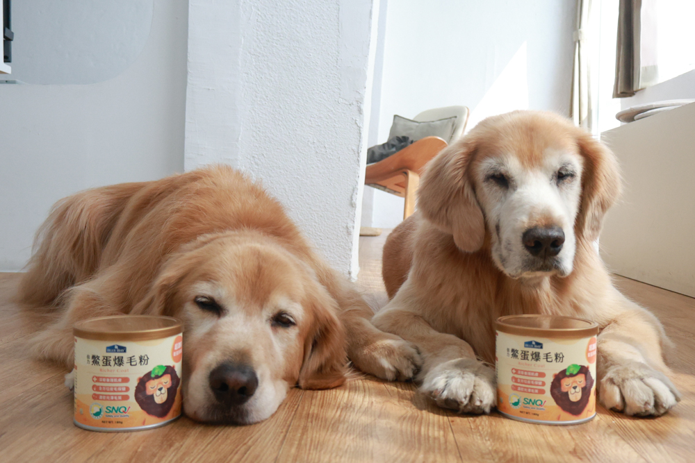 倍力鱉蛋爆毛粉評價|狗狗爆毛粉推薦第一名!毛孩毛髮豐厚柔亮的秘密大公開!~狗狗爆毛粉推薦 - 第2張圖