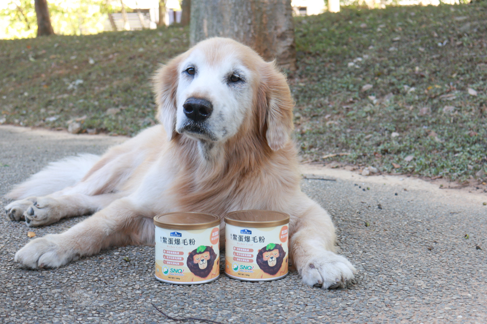 倍力鱉蛋爆毛粉評價|狗狗爆毛粉推薦第一名!毛孩毛髮豐厚柔亮的秘密大公開!~狗狗爆毛粉推薦 - 第5張圖