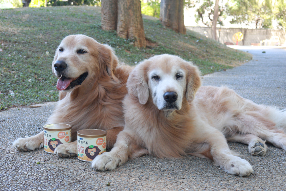 倍力鱉蛋爆毛粉評價|狗狗爆毛粉推薦第一名!毛孩毛髮豐厚柔亮的秘密大公開!~狗狗爆毛粉推薦 - 第14張圖