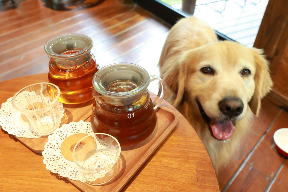 南投魚池金井珈琲 & 薪窯｜隱身山林的小京都氛圍日式咖啡廳・日式昭和森林系咖啡廳＋南投寵物友善餐廳