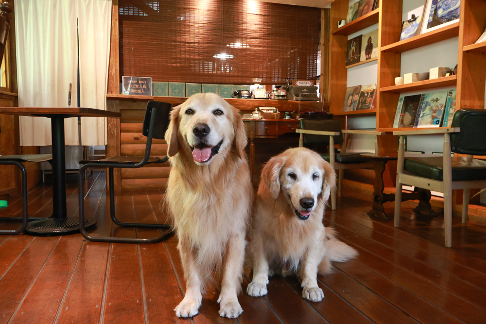 南投魚池金井珈琲 & 薪窯｜隱身山林的小京都氛圍日式咖啡廳・日式昭和森林系咖啡廳＋南投寵物友善餐廳