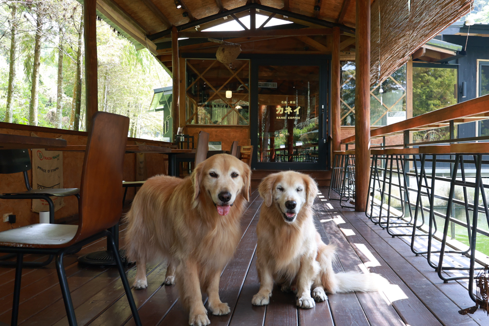 南投魚池金井珈琲 & 薪窯｜隱身山林的小京都氛圍日式咖啡廳・日式昭和森林系咖啡廳＋南投寵物友善餐廳