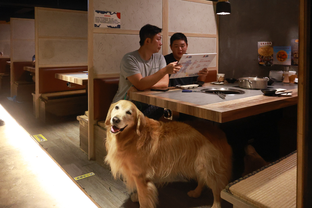 台北東區｜金洹苑日式燒肉鍋物放題。台北寵物友善餐廳推薦、和牛螃蟹龍蝦海鮮吃到飽、火烤兩吃、寵物可落地、毛孩鮮食餐