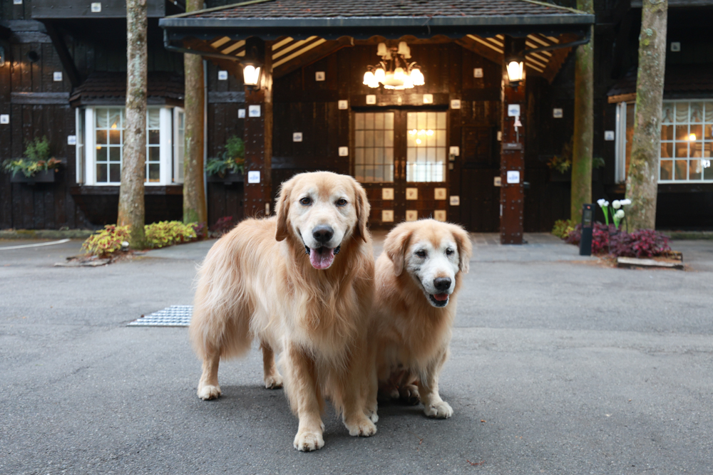 清境凡賽斯莊園 Vanse Manor|南法歐風木屋城堡 × 擁抱山嵐雲海的歐式夢幻莊園 × 寵物友善住宿推薦 × 火鍋晚餐 - 第1張圖