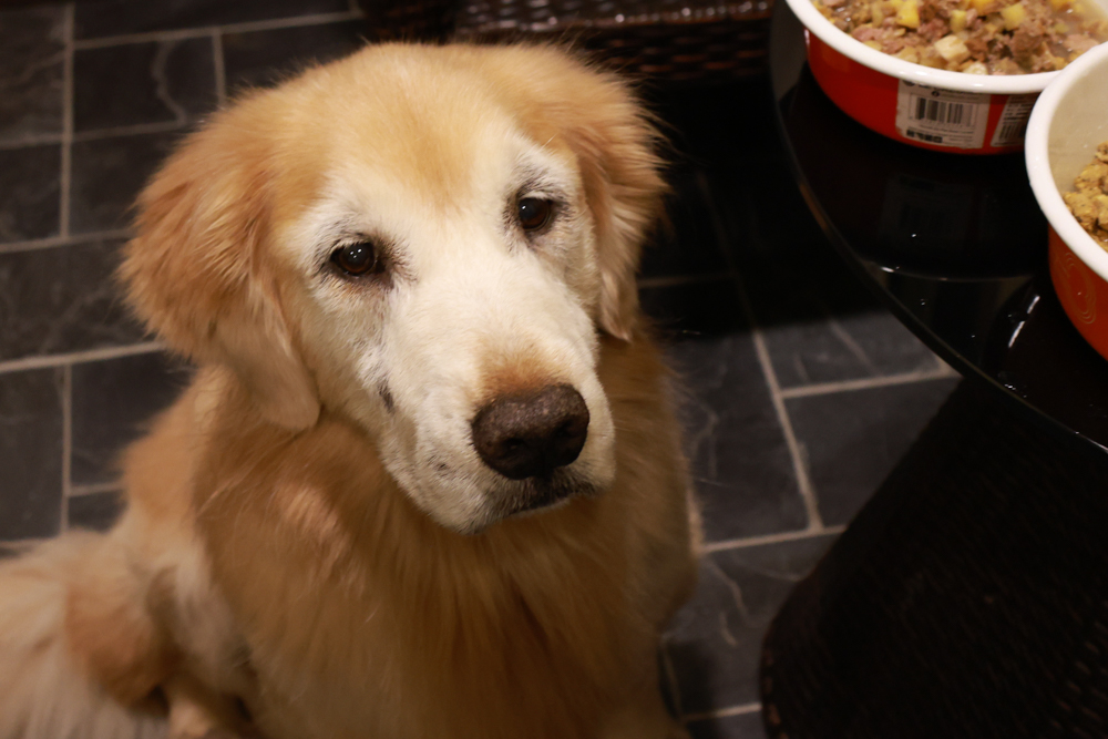 清境凡賽斯莊園 Vanse Manor|南法歐風木屋城堡 × 擁抱山嵐雲海的歐式夢幻莊園 × 寵物友善住宿推薦 × 火鍋晚餐 - 第34張圖