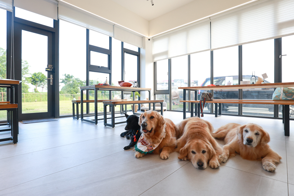 宜蘭冬山寵物友善住宿|林小狗宜蘭稻香店|270坪大草皮+純白質感民宿+狗狗最愛的大草皮民宿+寵物友善民宿推薦 - 第13張圖