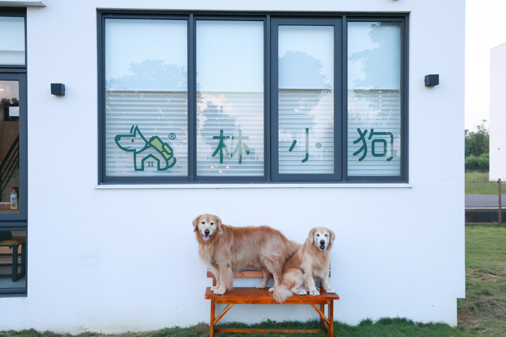 宜蘭冬山寵物友善住宿|林小狗宜蘭稻香店|270坪大草皮+純白質感民宿+狗狗最愛的大草皮民宿+寵物友善民宿推薦 - 第2張圖