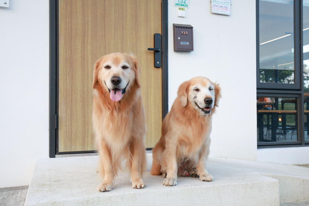 宜蘭冬山寵物友善住宿|林小狗宜蘭稻香店|270坪大草皮+純白質感民宿+狗狗最愛的大草皮民宿+寵物友善民宿推薦 - 第8張圖