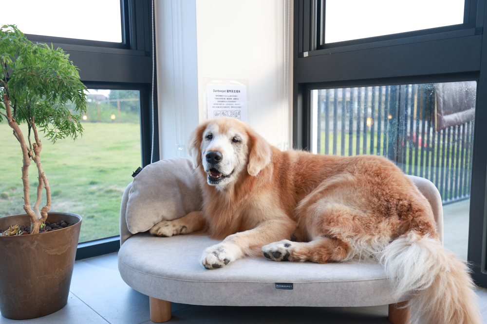 宜蘭冬山寵物友善住宿|林小狗宜蘭稻香店|270坪大草皮+純白質感民宿+狗狗最愛的大草皮民宿+寵物友善民宿推薦 - 第19張圖