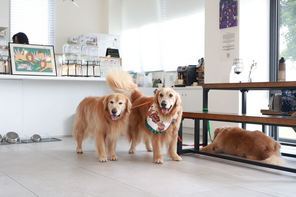 宜蘭冬山寵物友善住宿|林小狗宜蘭稻香店|270坪大草皮+純白質感民宿+狗狗最愛的大草皮民宿+寵物友善民宿推薦 - 第15張圖