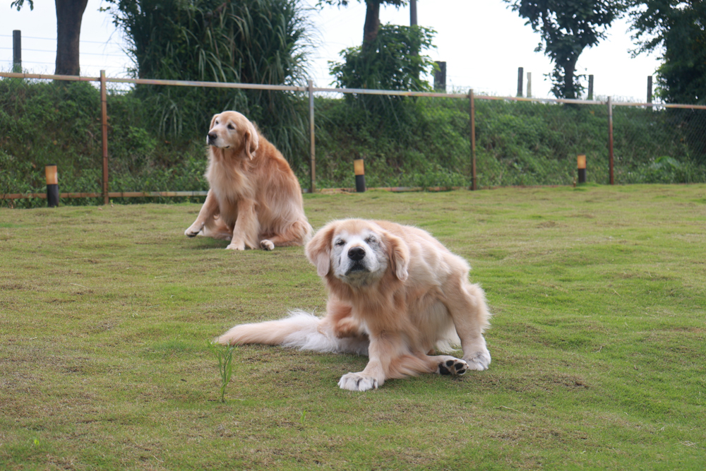寵物洗毛精、狗狗防蚊蚤噴霧推薦｜叮寧PETS淨味洗毛精＋抗菌洗毛精＋寵物防蚊蚤噴霧！天然配方狗狗也能安心