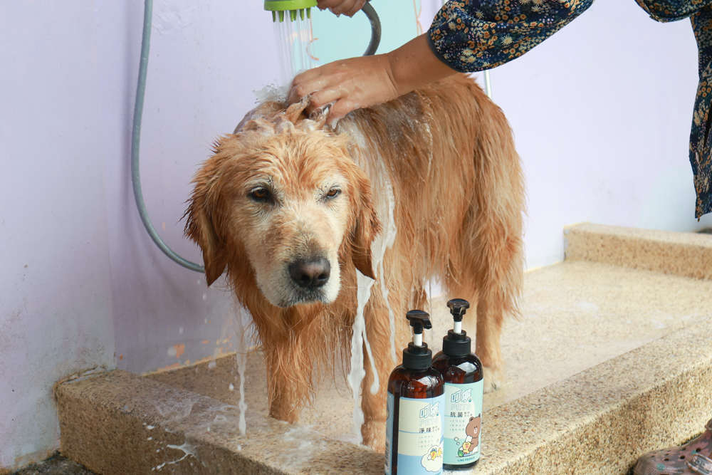 寵物洗毛精、狗狗防蚊蚤噴霧推薦｜叮寧PETS淨味洗毛精＋抗菌洗毛精＋寵物防蚊蚤噴霧！天然配方狗狗也能安心