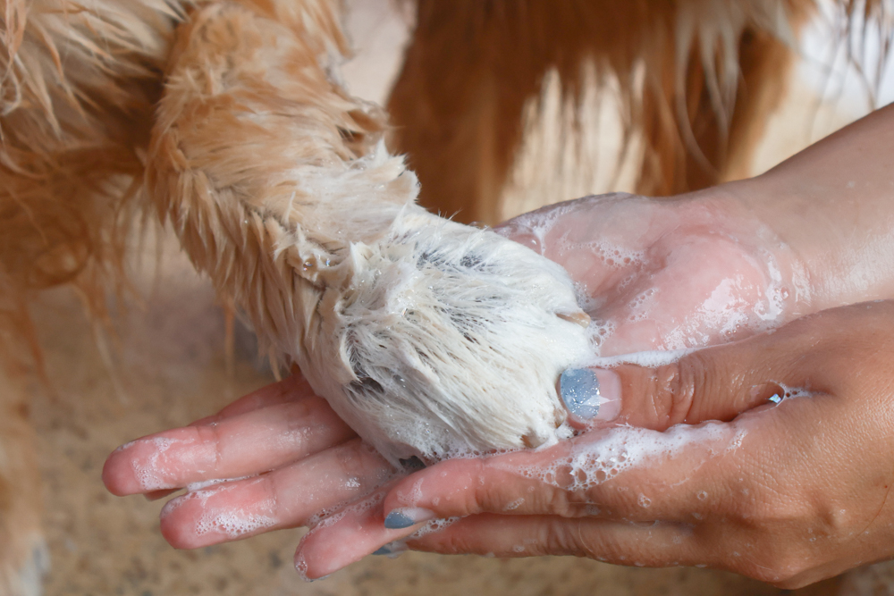 寵物洗毛精、狗狗防蚊蚤噴霧推薦｜叮寧PETS淨味洗毛精＋抗菌洗毛精＋寵物防蚊蚤噴霧！天然配方狗狗也能安心
