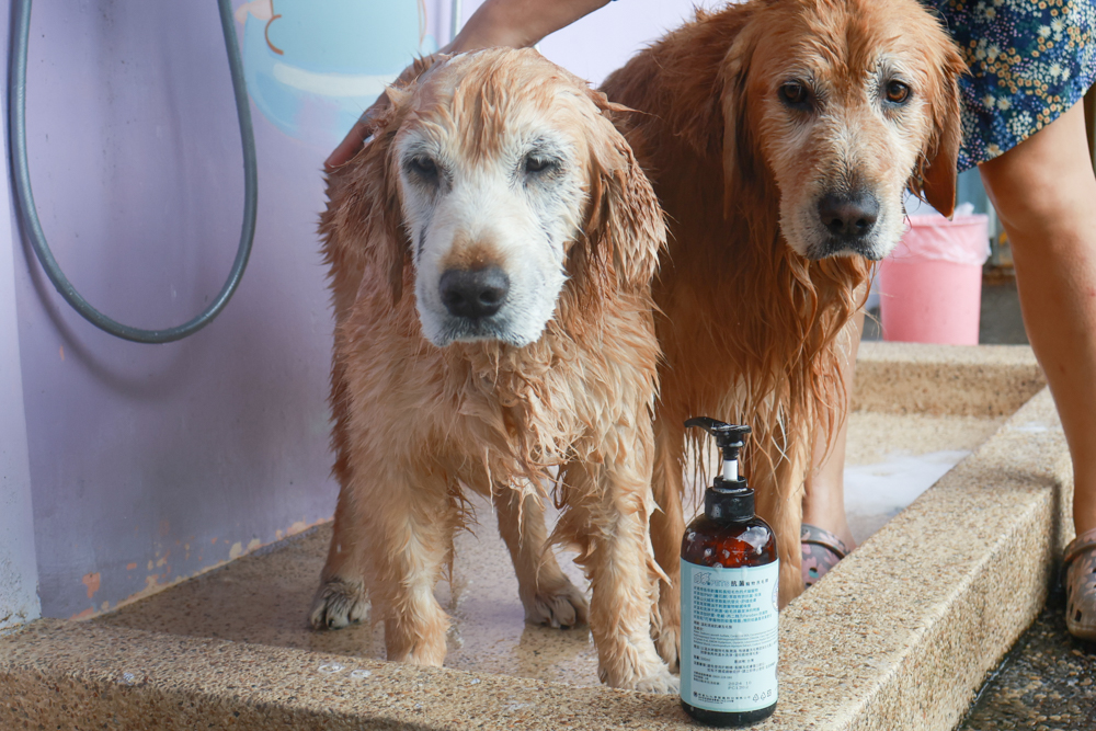 寵物洗毛精、狗狗防蚊蚤噴霧推薦｜叮寧PETS淨味洗毛精＋抗菌洗毛精＋寵物防蚊蚤噴霧！天然配方狗狗也能安心