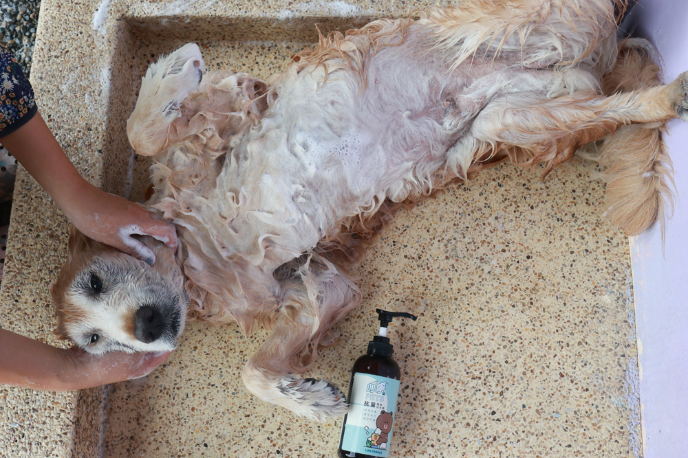 寵物洗毛精、狗狗防蚊蚤噴霧推薦｜叮寧PETS淨味洗毛精＋抗菌洗毛精＋寵物防蚊蚤噴霧！天然配方狗狗也能安心