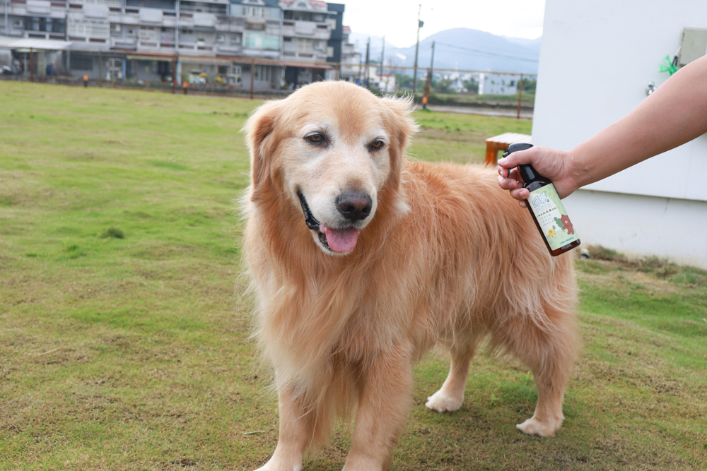 寵物洗毛精、狗狗防蚊蚤噴霧推薦｜叮寧PETS淨味洗毛精＋抗菌洗毛精＋寵物防蚊蚤噴霧！天然配方狗狗也能安心