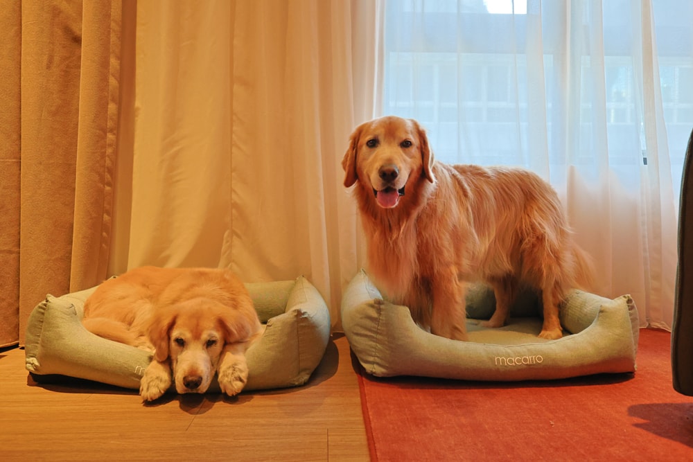 台北大安伊普索凱悅尚選酒店｜EPISODE Daan Taipei 。台北寵物友善飯店、忠孝復興 3 分鐘、音樂主題設計飯店，復古潮流風格、超強 Happy Hour