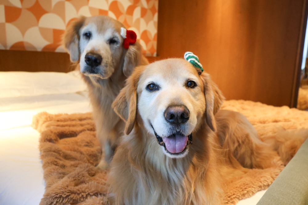 台北大安伊普索凱悅尚選酒店｜EPISODE Daan Taipei 。台北寵物友善飯店、忠孝復興 3 分鐘、音樂主題設計飯店，復古潮流風格、超強 Happy Hour