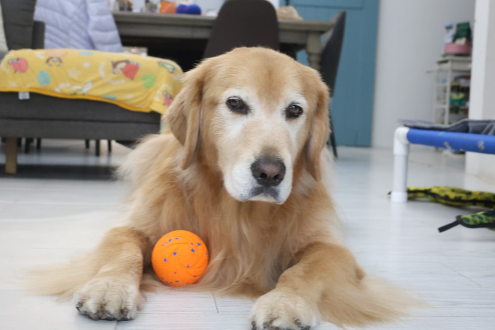 Wally & Woof 狗狗智慧互動玩具推薦|Ball AIR 智慧互動衝衝球、Wicked EGG 瘋狂不倒蛋、Wicked Rugby 快樂橄欖球、Wicked Rolly 搖滾球。狗狗玩到停不下、放電、追逐、耐咬安全 - 第9張圖 Wally & Woof 狗狗智慧互動玩具推薦|Ball AIR 智慧互動衝衝球、Wicked EGG 瘋狂不倒蛋、Wicked Rugby 快樂橄欖球、Wicked Rolly 搖滾球。狗狗玩到停不下、放電、追逐、耐咬安全