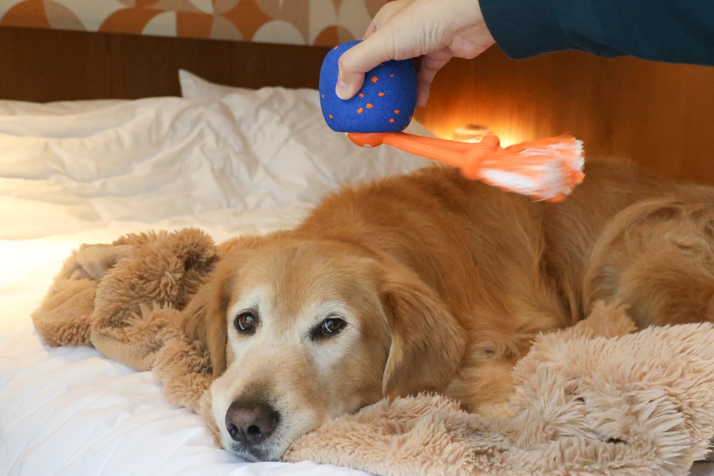 Wally & Woof 狗狗智慧互動玩具推薦|Ball AIR 智慧互動衝衝球、Wicked EGG 瘋狂不倒蛋、Wicked Rugby 快樂橄欖球、Wicked Rolly 搖滾球。狗狗玩到停不下、放電、追逐、耐咬安全 - 第19張圖 Wally & Woof 狗狗智慧互動玩具推薦|Ball AIR 智慧互動衝衝球、Wicked EGG 瘋狂不倒蛋、Wicked Rugby 快樂橄欖球、Wicked Rolly 搖滾球。狗狗玩到停不下、放電、追逐、耐咬安全