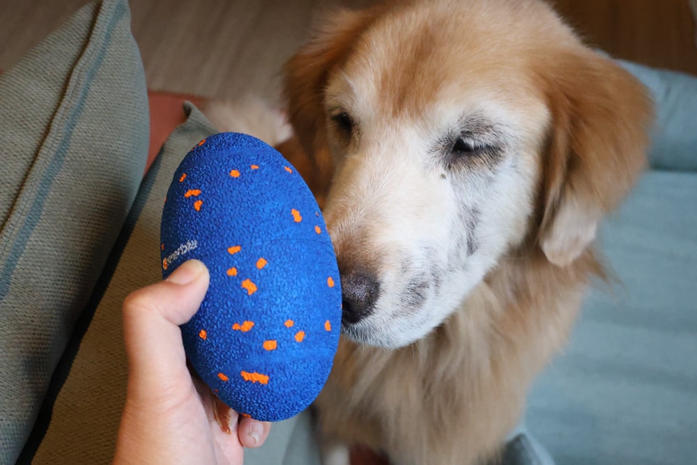 Wally & Woof 狗狗智慧互動玩具推薦|Ball AIR 智慧互動衝衝球、Wicked EGG 瘋狂不倒蛋、Wicked Rugby 快樂橄欖球、Wicked Rolly 搖滾球。狗狗玩到停不下、放電、追逐、耐咬安全 - 第15張圖 Wally & Woof 狗狗智慧互動玩具推薦|Ball AIR 智慧互動衝衝球、Wicked EGG 瘋狂不倒蛋、Wicked Rugby 快樂橄欖球、Wicked Rolly 搖滾球。狗狗玩到停不下、放電、追逐、耐咬安全