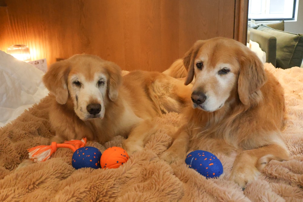 Wally & Woof 狗狗智慧互動玩具推薦|Ball AIR 智慧互動衝衝球、Wicked EGG 瘋狂不倒蛋、Wicked Rugby 快樂橄欖球、Wicked Rolly 搖滾球。狗狗玩到停不下、放電、追逐、耐咬安全 - 第4張圖 Wally & Woof 狗狗智慧互動玩具推薦|Ball AIR 智慧互動衝衝球、Wicked EGG 瘋狂不倒蛋、Wicked Rugby 快樂橄欖球、Wicked Rolly 搖滾球。狗狗玩到停不下、放電、追逐、耐咬安全