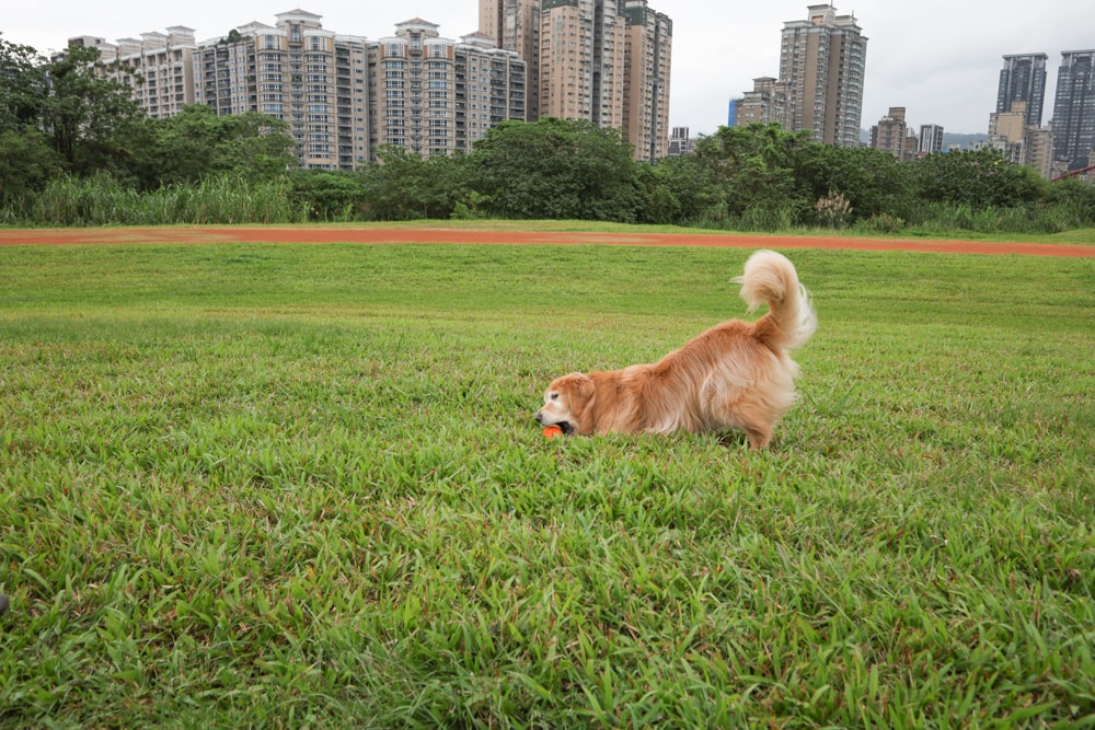 Wally & Woof 狗狗智慧互動玩具推薦|Ball AIR 智慧互動衝衝球、Wicked EGG 瘋狂不倒蛋、Wicked Rugby 快樂橄欖球、Wicked Rolly 搖滾球。狗狗玩到停不下、放電、追逐、耐咬安全 - 第12張圖 Wally & Woof 狗狗智慧互動玩具推薦|Ball AIR 智慧互動衝衝球、Wicked EGG 瘋狂不倒蛋、Wicked Rugby 快樂橄欖球、Wicked Rolly 搖滾球。狗狗玩到停不下、放電、追逐、耐咬安全