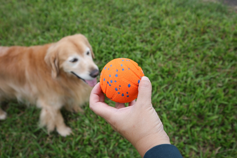 Wally & Woof 狗狗智慧互動玩具推薦|Ball AIR 智慧互動衝衝球、Wicked EGG 瘋狂不倒蛋、Wicked Rugby 快樂橄欖球、Wicked Rolly 搖滾球。狗狗玩到停不下、放電、追逐、耐咬安全 - 第10張圖 Wally & Woof 狗狗智慧互動玩具推薦|Ball AIR 智慧互動衝衝球、Wicked EGG 瘋狂不倒蛋、Wicked Rugby 快樂橄欖球、Wicked Rolly 搖滾球。狗狗玩到停不下、放電、追逐、耐咬安全