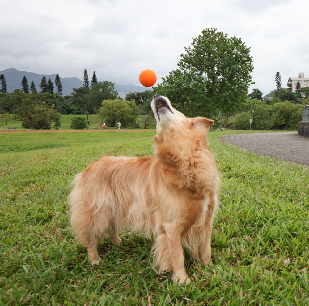 Wally & Woof 狗狗智慧互動玩具推薦|Ball AIR 智慧互動衝衝球、Wicked EGG 瘋狂不倒蛋、Wicked Rugby 快樂橄欖球、Wicked Rolly 搖滾球。狗狗玩到停不下、放電、追逐、耐咬安全 - 第11張圖 Wally & Woof 狗狗智慧互動玩具推薦|Ball AIR 智慧互動衝衝球、Wicked EGG 瘋狂不倒蛋、Wicked Rugby 快樂橄欖球、Wicked Rolly 搖滾球。狗狗玩到停不下、放電、追逐、耐咬安全