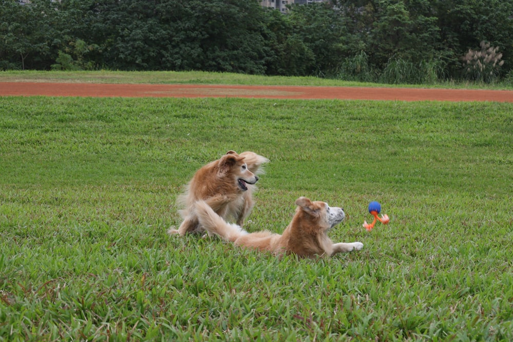 Wally & Woof 狗狗智慧互動玩具推薦|Ball AIR 智慧互動衝衝球、Wicked EGG 瘋狂不倒蛋、Wicked Rugby 快樂橄欖球、Wicked Rolly 搖滾球。狗狗玩到停不下、放電、追逐、耐咬安全 - 第21張圖 Wally & Woof 狗狗智慧互動玩具推薦|Ball AIR 智慧互動衝衝球、Wicked EGG 瘋狂不倒蛋、Wicked Rugby 快樂橄欖球、Wicked Rolly 搖滾球。狗狗玩到停不下、放電、追逐、耐咬安全