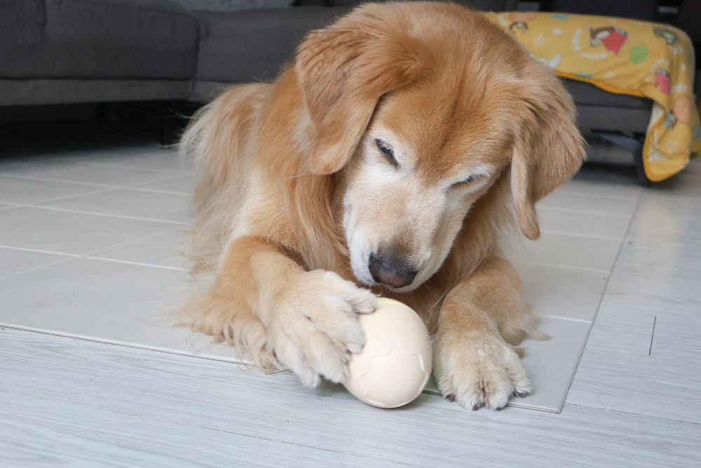 Wally & Woof 狗狗智慧互動玩具推薦|Ball AIR 智慧互動衝衝球、Wicked EGG 瘋狂不倒蛋、Wicked Rugby 快樂橄欖球、Wicked Rolly 搖滾球。狗狗玩到停不下、放電、追逐、耐咬安全 - 第35張圖 Wally & Woof 狗狗智慧互動玩具推薦|Ball AIR 智慧互動衝衝球、Wicked EGG 瘋狂不倒蛋、Wicked Rugby 快樂橄欖球、Wicked Rolly 搖滾球。狗狗玩到停不下、放電、追逐、耐咬安全