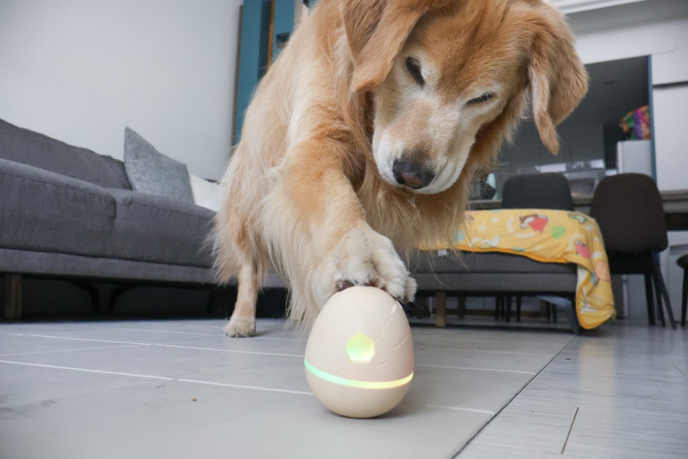 Wally & Woof 狗狗智慧互動玩具推薦|Ball AIR 智慧互動衝衝球、Wicked EGG 瘋狂不倒蛋、Wicked Rugby 快樂橄欖球、Wicked Rolly 搖滾球。狗狗玩到停不下、放電、追逐、耐咬安全 - 第26張圖 Wally & Woof 狗狗智慧互動玩具推薦|Ball AIR 智慧互動衝衝球、Wicked EGG 瘋狂不倒蛋、Wicked Rugby 快樂橄欖球、Wicked Rolly 搖滾球。狗狗玩到停不下、放電、追逐、耐咬安全