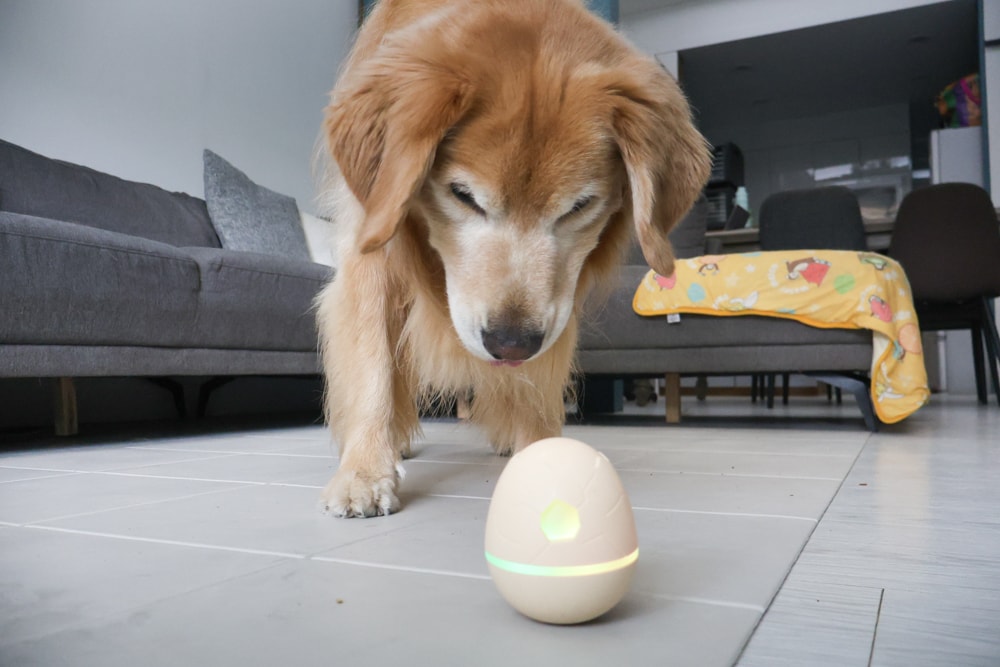 Wally & Woof 狗狗智慧互動玩具推薦|Ball AIR 智慧互動衝衝球、Wicked EGG 瘋狂不倒蛋、Wicked Rugby 快樂橄欖球、Wicked Rolly 搖滾球。狗狗玩到停不下、放電、追逐、耐咬安全 - 第33張圖 Wally & Woof 狗狗智慧互動玩具推薦|Ball AIR 智慧互動衝衝球、Wicked EGG 瘋狂不倒蛋、Wicked Rugby 快樂橄欖球、Wicked Rolly 搖滾球。狗狗玩到停不下、放電、追逐、耐咬安全