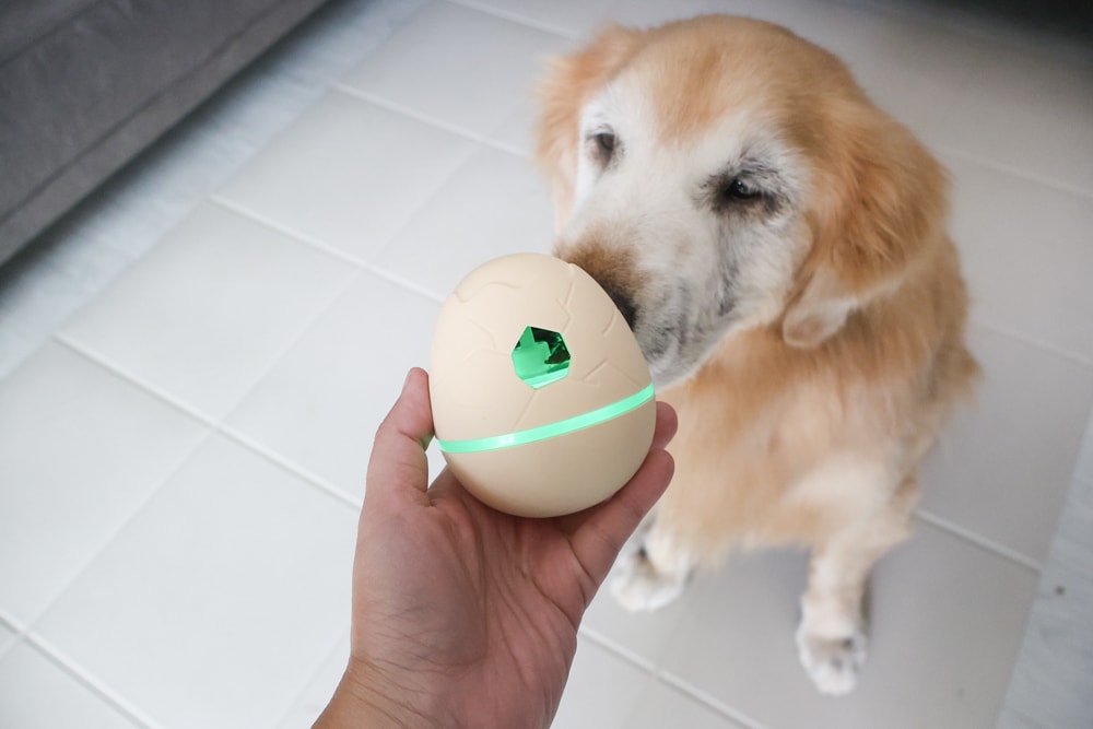 Wally & Woof 狗狗智慧互動玩具推薦|Ball AIR 智慧互動衝衝球、Wicked EGG 瘋狂不倒蛋、Wicked Rugby 快樂橄欖球、Wicked Rolly 搖滾球。狗狗玩到停不下、放電、追逐、耐咬安全 - 第28張圖 Wally & Woof 狗狗智慧互動玩具推薦|Ball AIR 智慧互動衝衝球、Wicked EGG 瘋狂不倒蛋、Wicked Rugby 快樂橄欖球、Wicked Rolly 搖滾球。狗狗玩到停不下、放電、追逐、耐咬安全