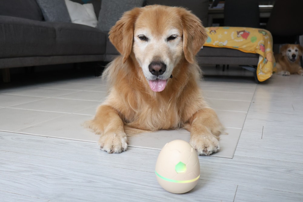 Wally & Woof 狗狗智慧互動玩具推薦|Ball AIR 智慧互動衝衝球、Wicked EGG 瘋狂不倒蛋、Wicked Rugby 快樂橄欖球、Wicked Rolly 搖滾球。狗狗玩到停不下、放電、追逐、耐咬安全 - 第31張圖 Wally & Woof 狗狗智慧互動玩具推薦|Ball AIR 智慧互動衝衝球、Wicked EGG 瘋狂不倒蛋、Wicked Rugby 快樂橄欖球、Wicked Rolly 搖滾球。狗狗玩到停不下、放電、追逐、耐咬安全