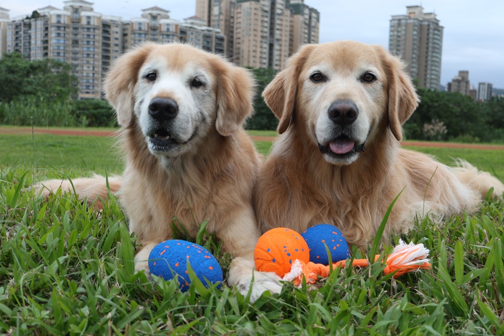 Wally & Woof 狗狗智慧互動玩具推薦|Ball AIR 智慧互動衝衝球、Wicked EGG 瘋狂不倒蛋、Wicked Rugby 快樂橄欖球、Wicked Rolly 搖滾球。狗狗玩到停不下、放電、追逐、耐咬安全 - 第3張圖 Wally & Woof 狗狗智慧互動玩具推薦|Ball AIR 智慧互動衝衝球、Wicked EGG 瘋狂不倒蛋、Wicked Rugby 快樂橄欖球、Wicked Rolly 搖滾球。狗狗玩到停不下、放電、追逐、耐咬安全