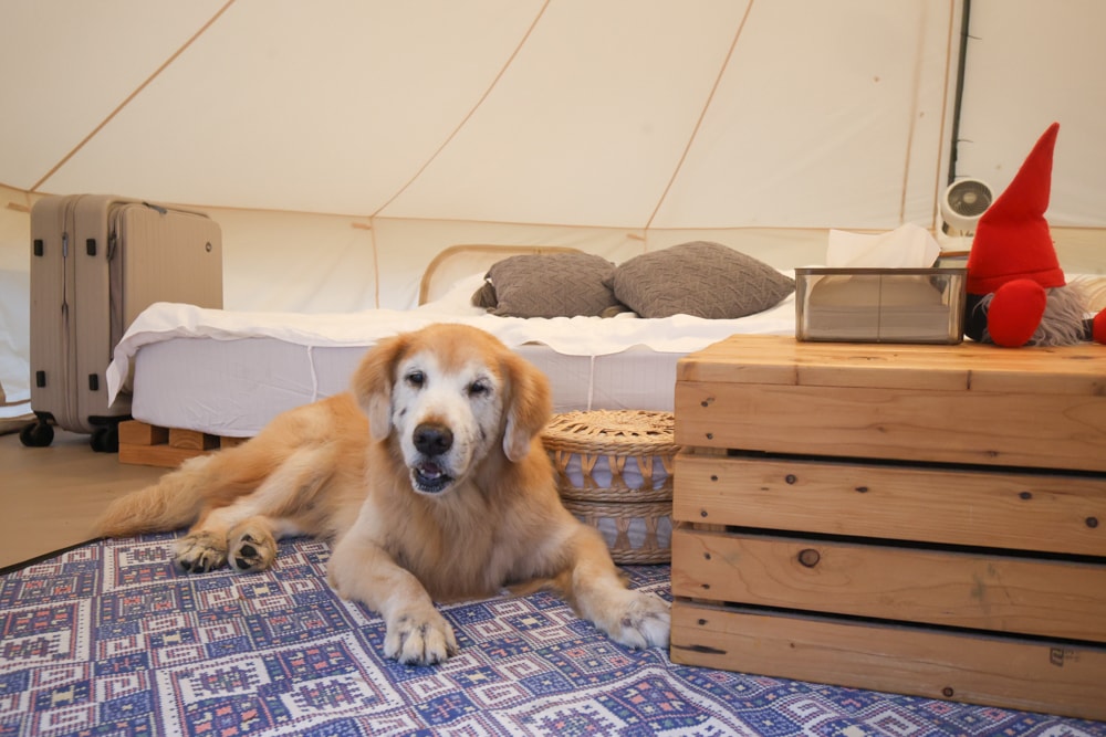 苗栗荒野半島 Glamping ｜湖景第一排豪華露營、一泊二食＋樂團駐唱、寵物友善可帶毛孩