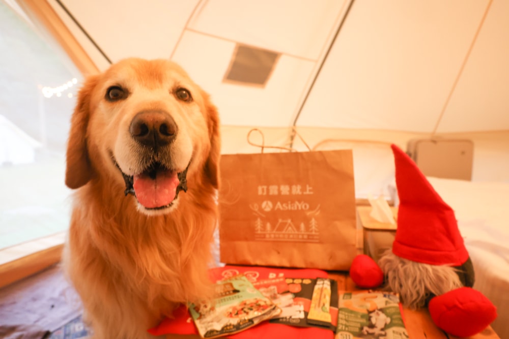 苗栗荒野半島 Glamping ｜湖景第一排豪華露營、一泊二食＋樂團駐唱、寵物友善可帶毛孩