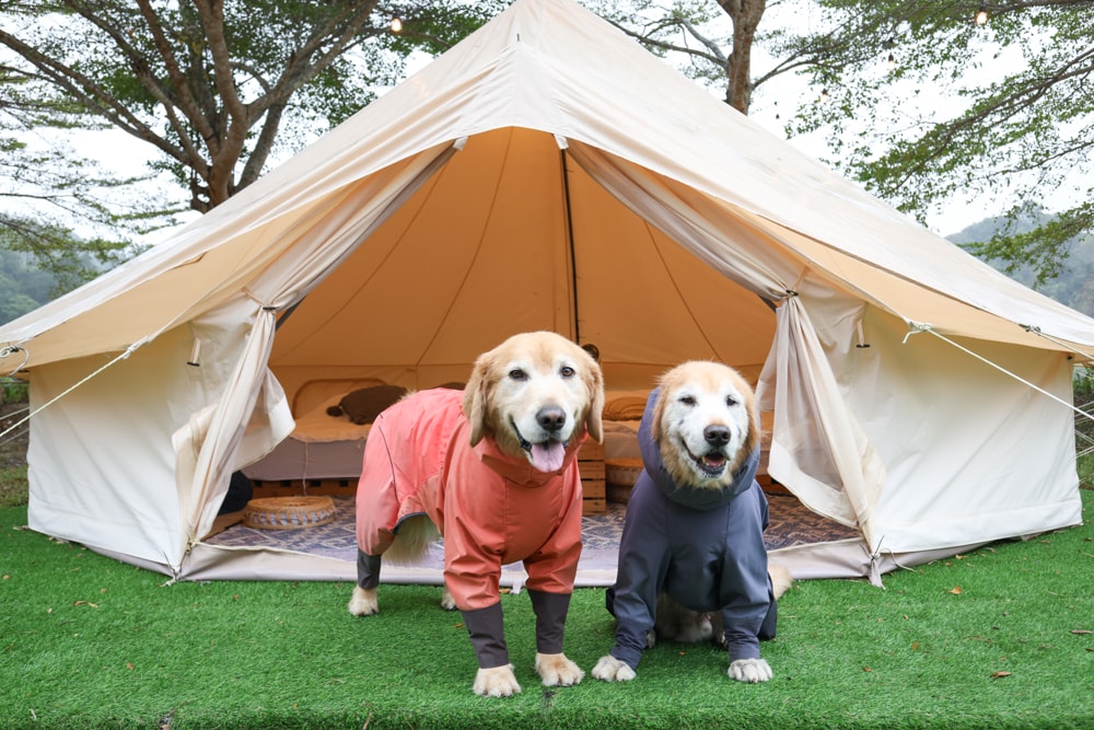 苗栗荒野半島 Glamping ｜湖景第一排豪華露營、一泊二食＋樂團駐唱、寵物友善可帶毛孩