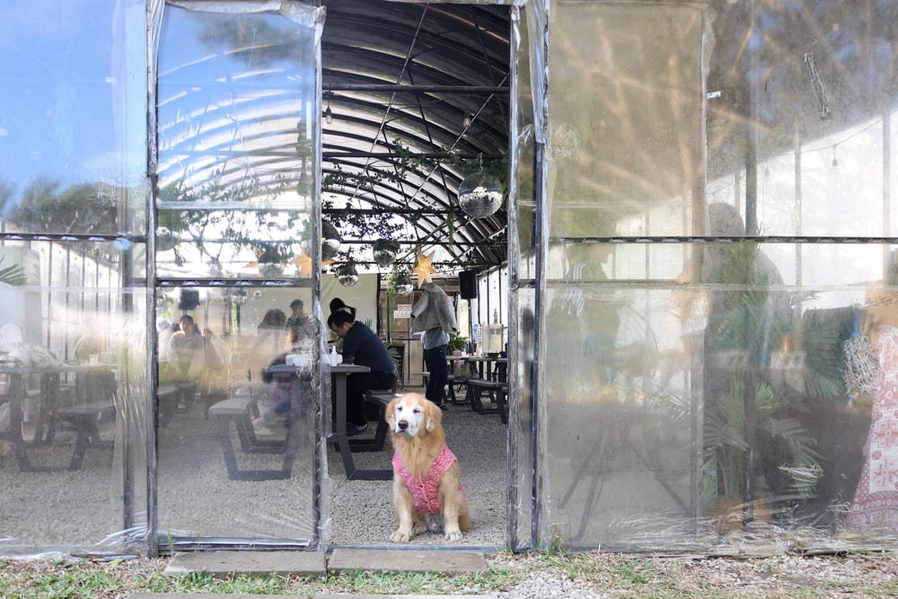 苗栗荒野半島 Glamping ｜湖景第一排豪華露營、一泊二食＋樂團駐唱、寵物友善可帶毛孩