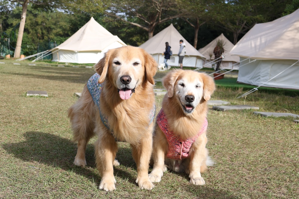 苗栗荒野半島 Glamping ｜湖景第一排豪華露營、一泊二食＋樂團駐唱、寵物友善可帶毛孩