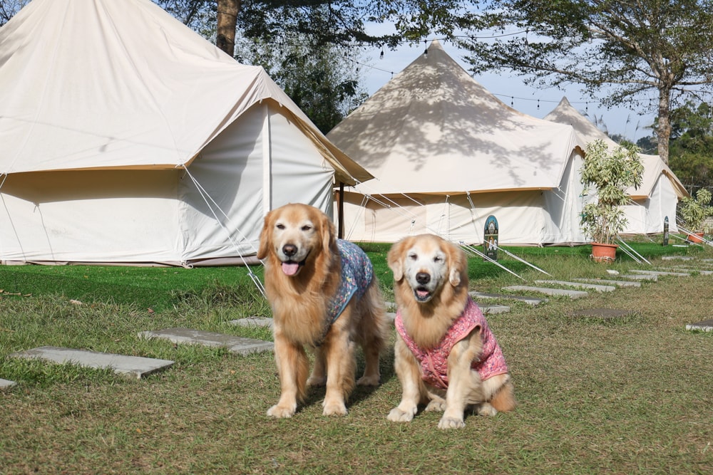 苗栗荒野半島 Glamping ｜湖景第一排豪華露營、一泊二食＋樂團駐唱、寵物友善可帶毛孩