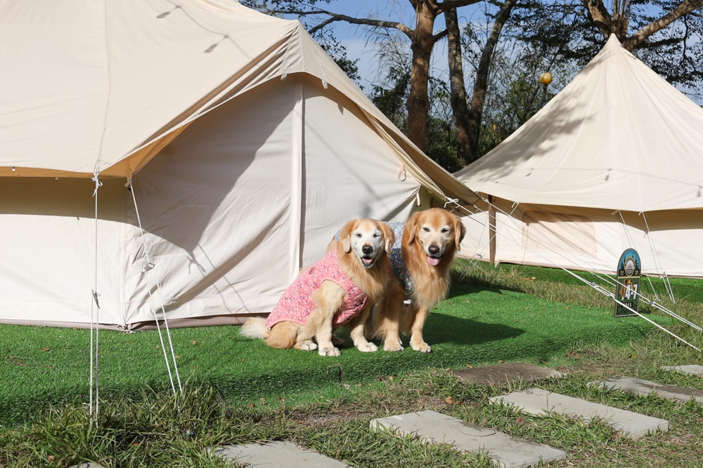 苗栗荒野半島 Glamping ｜湖景第一排豪華露營、一泊二食＋樂團駐唱、寵物友善可帶毛孩
