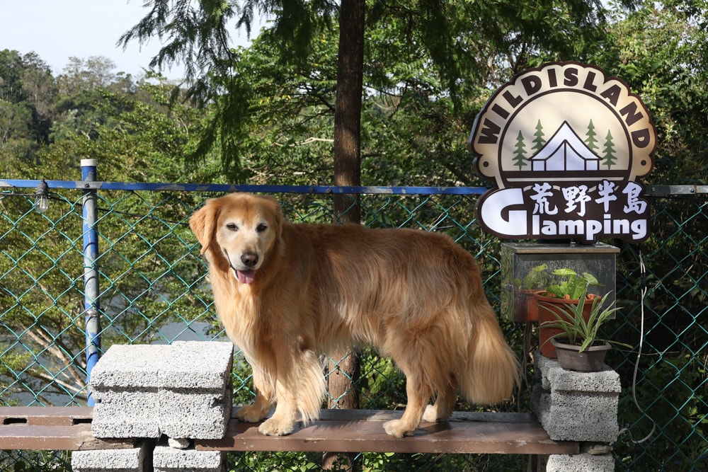 苗栗荒野半島 Glamping ｜湖景第一排豪華露營、一泊二食＋樂團駐唱、寵物友善可帶毛孩