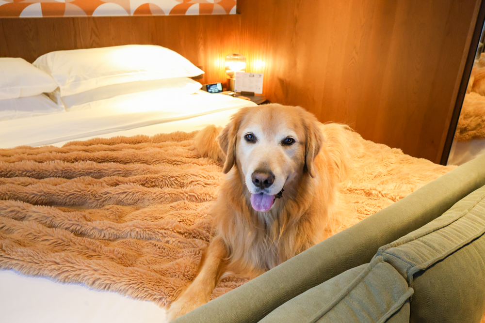 台北大安伊普索凱悅尚選酒店｜EPISODE Daan Taipei 。台北寵物友善飯店、忠孝復興 3 分鐘、音樂主題設計飯店，復古潮流風格、超強 Happy Hour