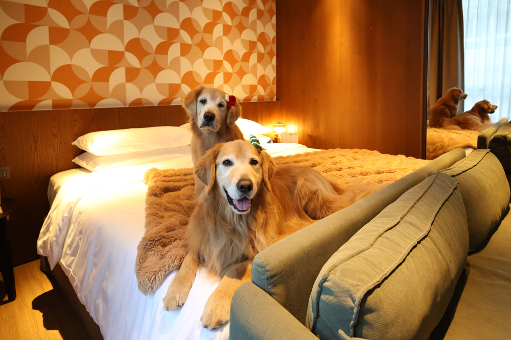 台北大安伊普索凱悅尚選酒店｜EPISODE Daan Taipei 。台北寵物友善飯店、忠孝復興 3 分鐘、音樂主題設計飯店，復古潮流風格、超強 Happy Hour