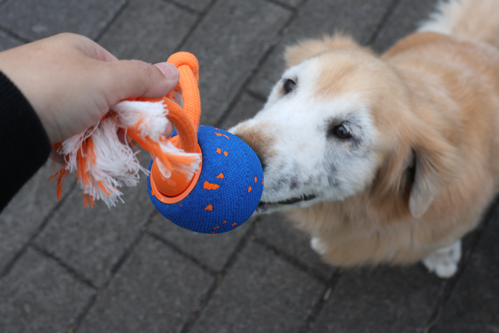 Wally & Woof 狗狗智慧互動玩具推薦|Ball AIR 智慧互動衝衝球、Wicked EGG 瘋狂不倒蛋、Wicked Rugby 快樂橄欖球、Wicked Rolly 搖滾球。狗狗玩到停不下、放電、追逐、耐咬安全 - 第18張圖 Wally & Woof 狗狗智慧互動玩具推薦|Ball AIR 智慧互動衝衝球、Wicked EGG 瘋狂不倒蛋、Wicked Rugby 快樂橄欖球、Wicked Rolly 搖滾球。狗狗玩到停不下、放電、追逐、耐咬安全