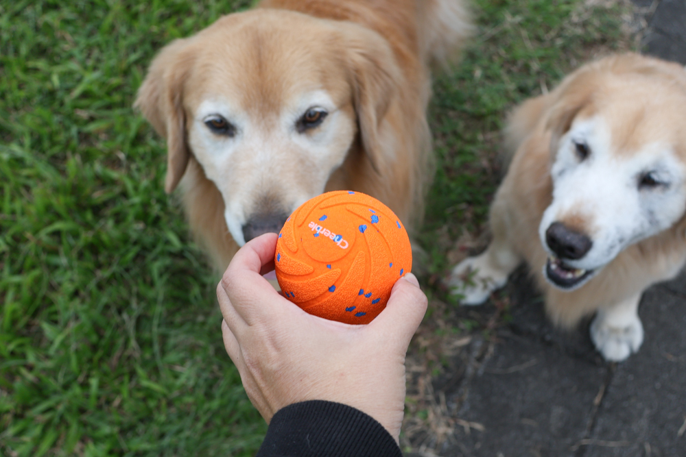 Wally & Woof 狗狗智慧互動玩具推薦|Ball AIR 智慧互動衝衝球、Wicked EGG 瘋狂不倒蛋、Wicked Rugby 快樂橄欖球、Wicked Rolly 搖滾球。狗狗玩到停不下、放電、追逐、耐咬安全 - 第8張圖 Wally & Woof 狗狗智慧互動玩具推薦|Ball AIR 智慧互動衝衝球、Wicked EGG 瘋狂不倒蛋、Wicked Rugby 快樂橄欖球、Wicked Rolly 搖滾球。狗狗玩到停不下、放電、追逐、耐咬安全