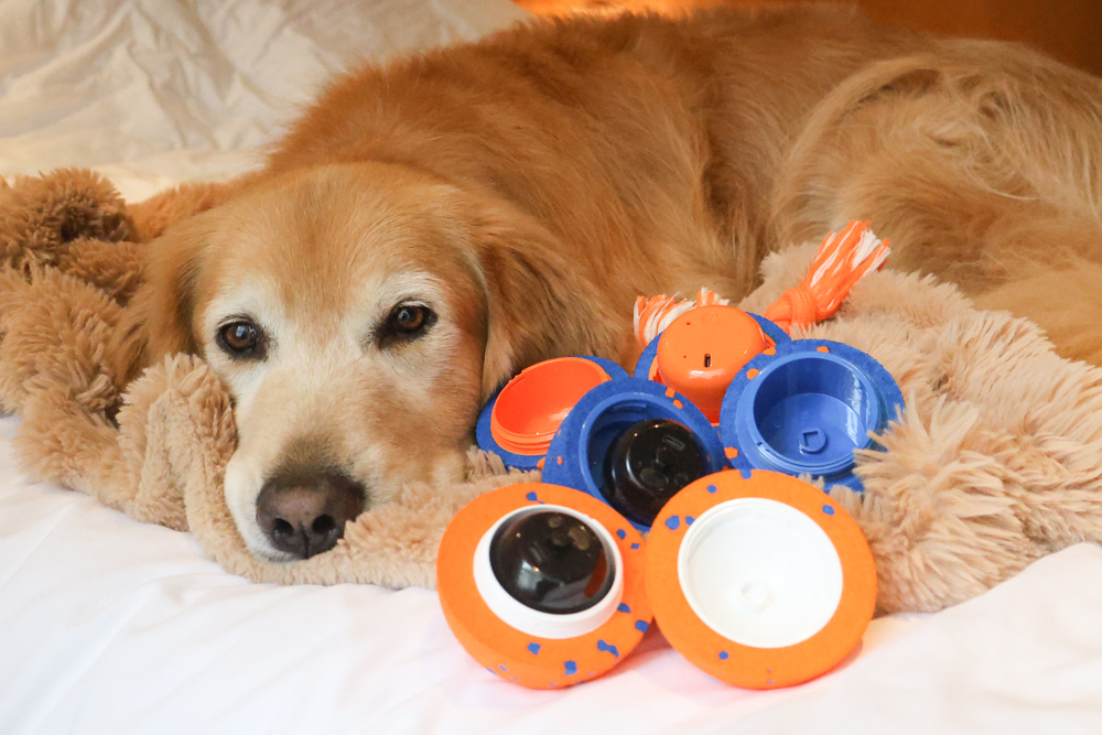 Wally & Woof 狗狗智慧互動玩具推薦|Ball AIR 智慧互動衝衝球、Wicked EGG 瘋狂不倒蛋、Wicked Rugby 快樂橄欖球、Wicked Rolly 搖滾球。狗狗玩到停不下、放電、追逐、耐咬安全 - 第22張圖 Wally & Woof 狗狗智慧互動玩具推薦|Ball AIR 智慧互動衝衝球、Wicked EGG 瘋狂不倒蛋、Wicked Rugby 快樂橄欖球、Wicked Rolly 搖滾球。狗狗玩到停不下、放電、追逐、耐咬安全